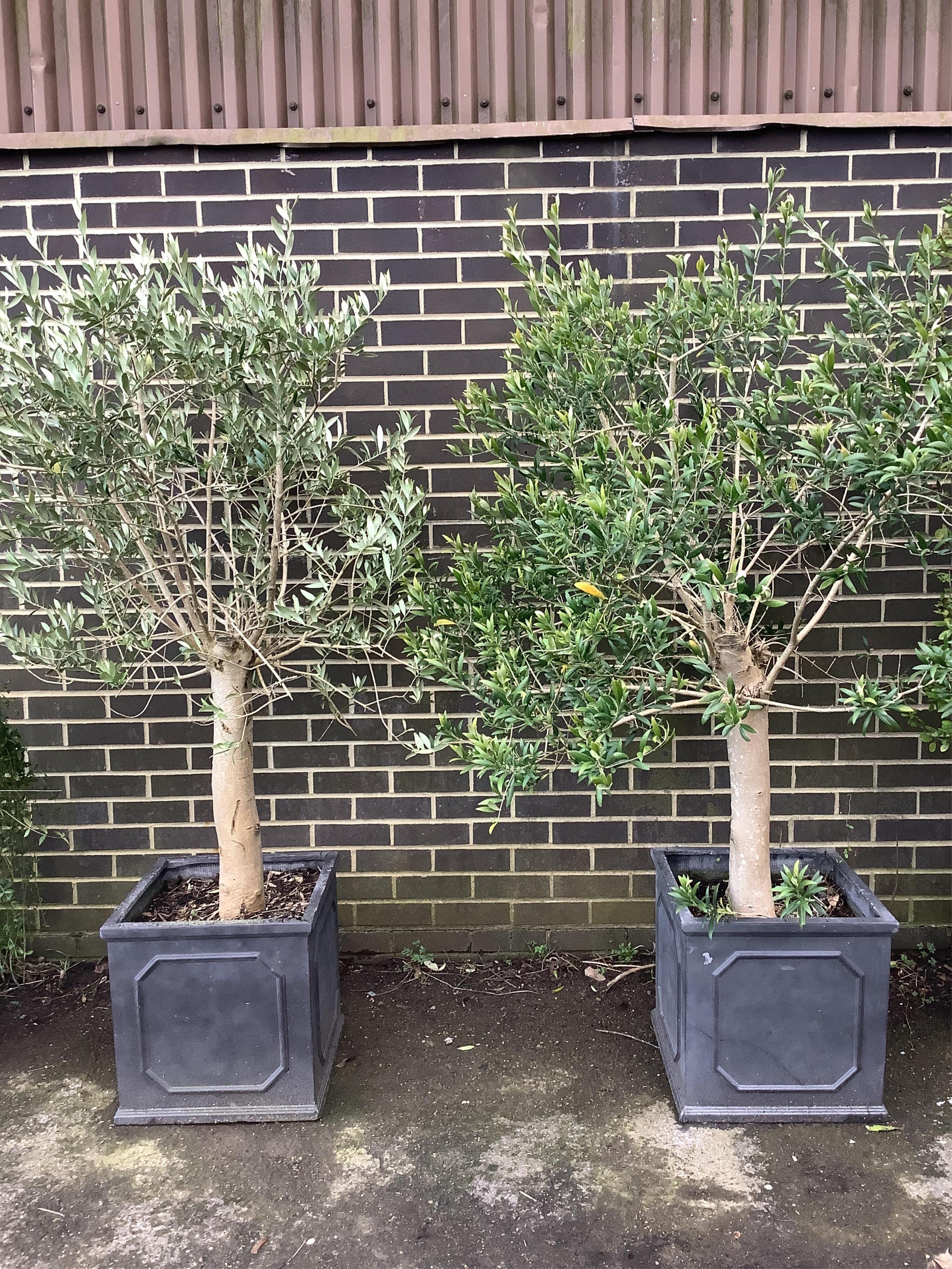 A pair of well established olive trees, in square faux lead planters, height approx. 190cm. Condition - good